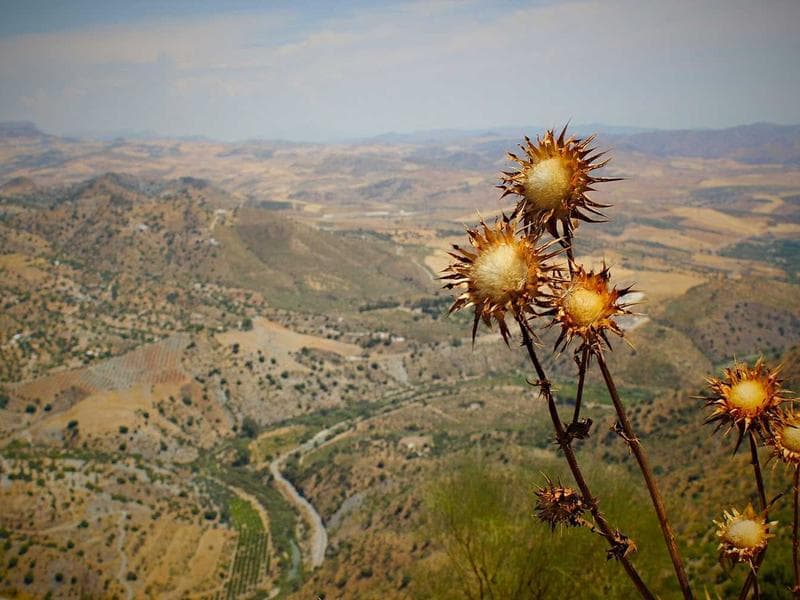 Steigenberger Golf Resort